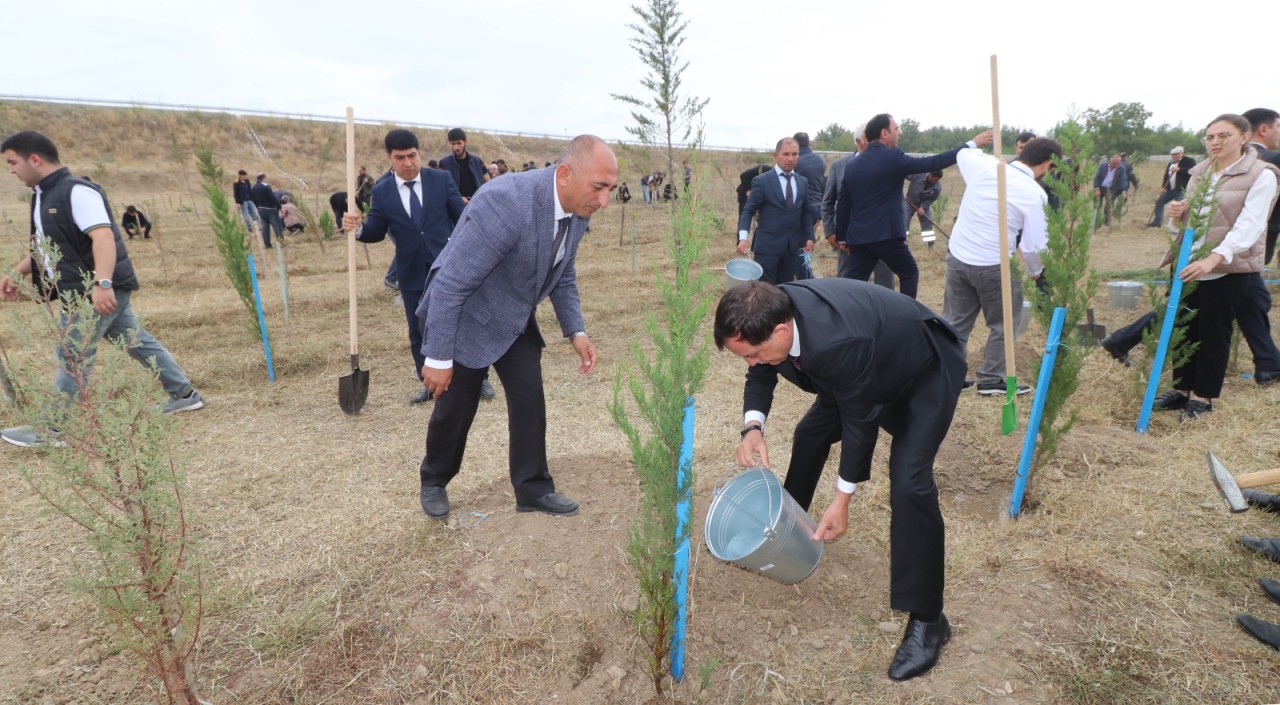 Qazaxda ağacəkmə aksiyası keçirildi - FOTOLAR